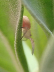 Thomisidae