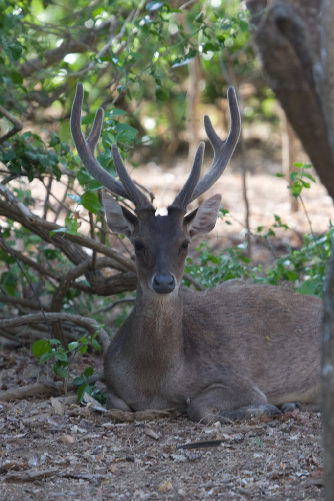 Rusa Deer (Rusa) - Know Your Mammals
