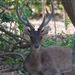Rusa Deer - Photo (c) Mark Rosenstein, some rights reserved (CC BY-NC)