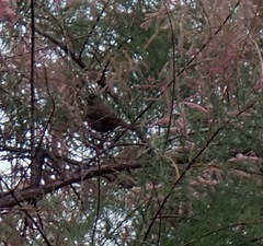 Troglodytes pacificus