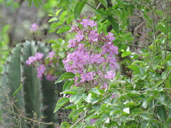 Fridericia floribunda
