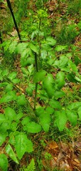 Ligusticum canadense