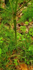 Ligusticum canadense