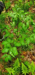 Ligusticum canadense