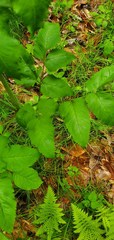 Ligusticum canadense