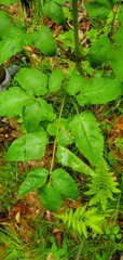 Ligusticum canadense