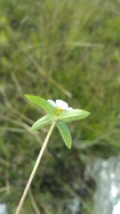 Antherotoma