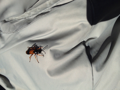 Priocnemis conformis