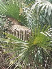 Trichonephila clavipes image