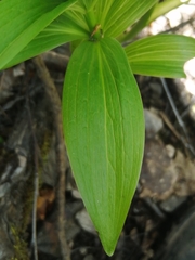 Lilium martagon