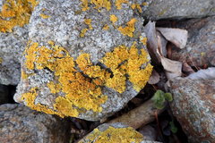 Xanthoria parietina