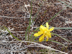 Nothocalais troximoides