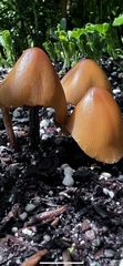 Pluteus leoninus
