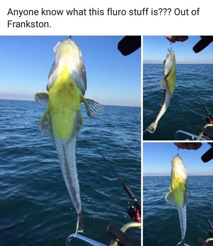 Bass flathead (Platycephalus bassensis) — Platycephalidae