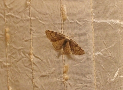 Stegania trimaculata