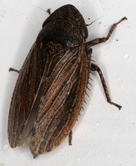 Aphrodini
