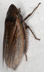 Aphrodini