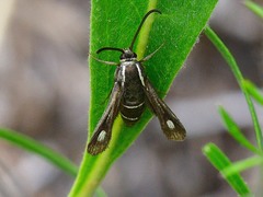 Carmenta anthracipennis