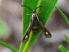 Carmenta anthracipennis