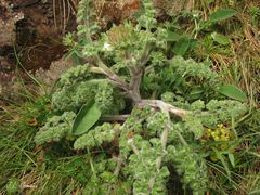 Daucus carota gummifer