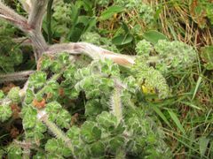 Daucus carota gummifer