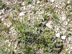Teucrium pseudochamaepitys