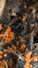 Pseudombrophila guldeniae
