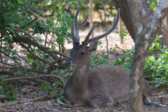 Rusa timorensis