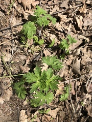 Leonurus quinquelobatus