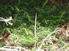 Teucrium pseudochamaepitys