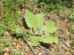 Salvia aethiopis