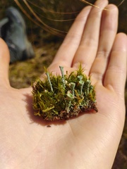 Cladonia humilis