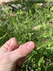 Chaerophyllum procumbens procumbens
