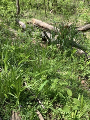 Chaerophyllum procumbens procumbens