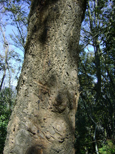 Quercus lancifolia