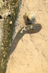 Whitmania pigra