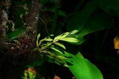 Epidendrum amphistomum image