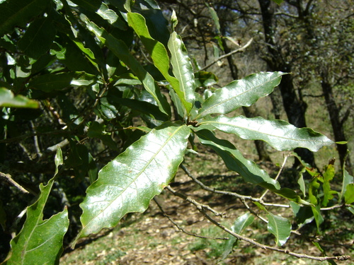 Image of Quercus lancifolia by (c) Tereso Hernández Morales, some rights reserved (CC BY)