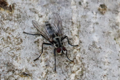 Eustalomyia hilaris