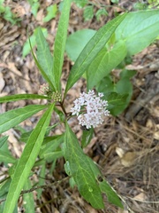 Asclepias perennis