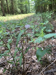 Asclepias perennis