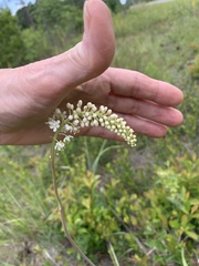 Melanthiaceae