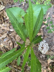 Asclepias perennis