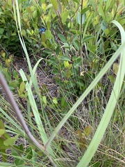Melanthiaceae