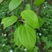 European Wild Apple - Photo (c) Alexander Baransky, some rights reserved (CC BY-NC), uploaded by Alexander Baransky