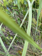 Melanthiaceae