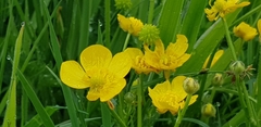 Ranunculus acris
