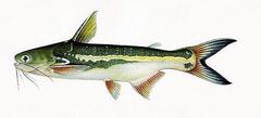 Black Catfish photo 2
