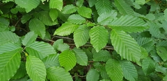 Carpinus betulus