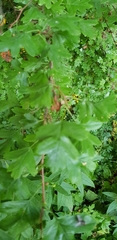 Crataegus monogyna